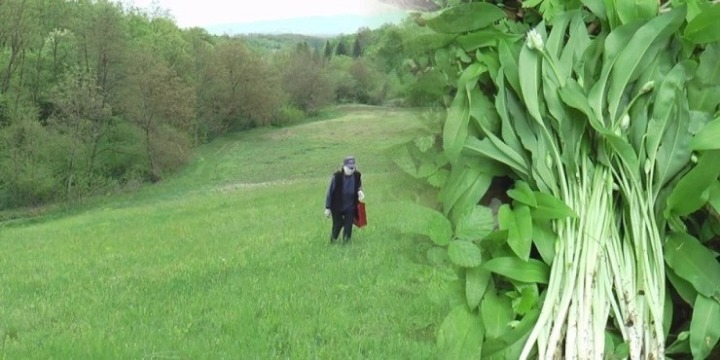 ORGANSKE SREMUŠ KAPI OZREN