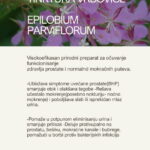 Tinktura vrbovice – Epilobium parviflorum