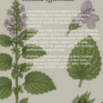 Visokoefikasan prirodni ekstrakt - Matičnjak